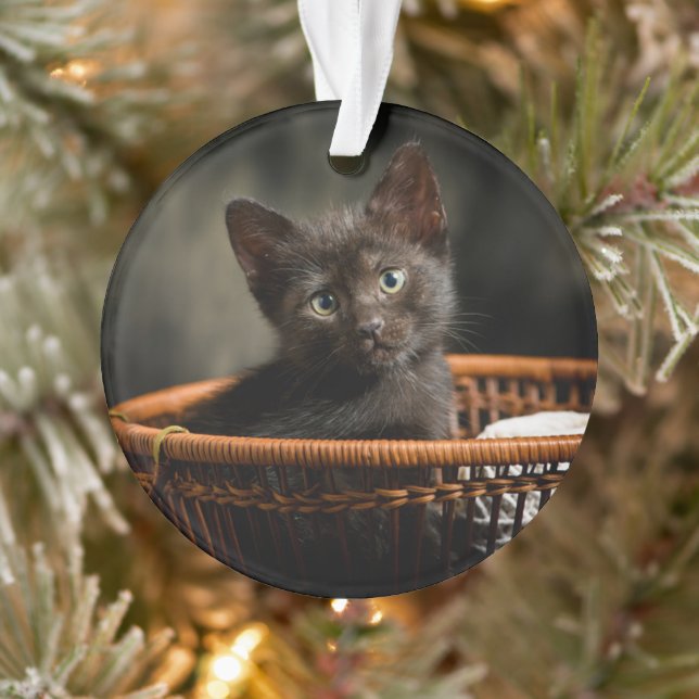 Adorno Cutest Baby Animals | Kitten in Basket (Árbol)