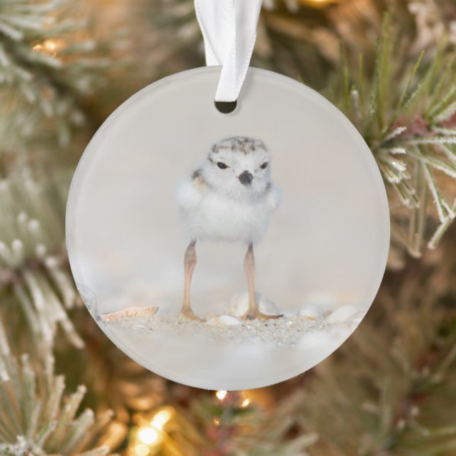 Adorno Cutest Baby Animals | Piping Plover Chick (Árbol)