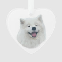 Daisy el samoyed