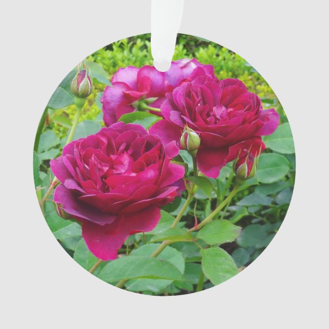 Adorno Darcey Bussell Rosa #2 Ornament (Anverso)