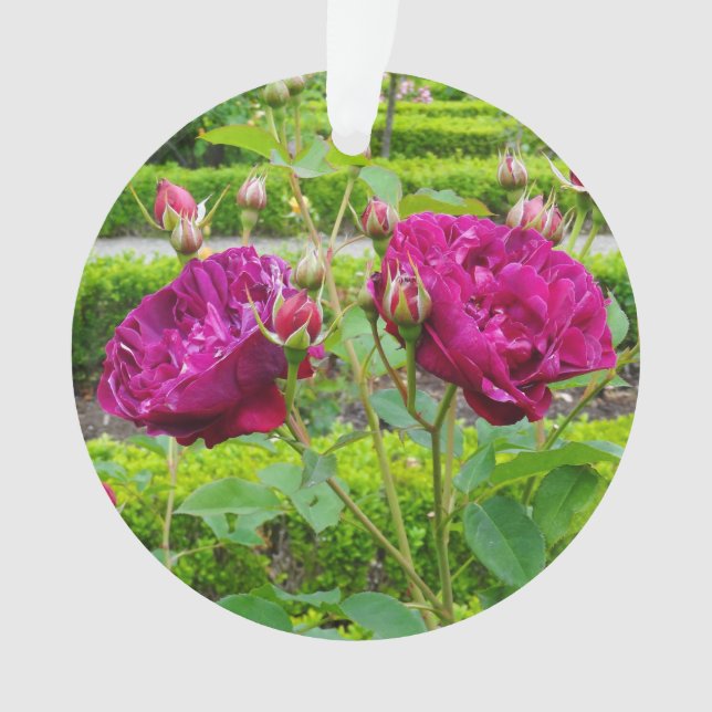 Adorno Darcey Bussell Rosa #3 Ornament (Anverso)