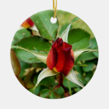 1.ª Navidad Red Rose Bloom