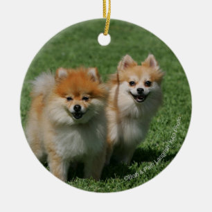 Adorno De Cerámica 2 Pomeranians que mira la cámara