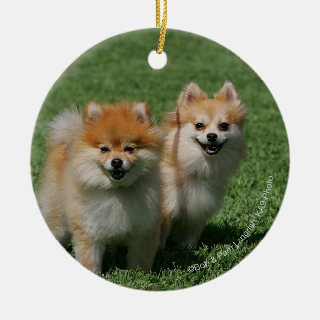 Adorno De Cerámica 2 Pomeranians que mira la cámara (Frente)
