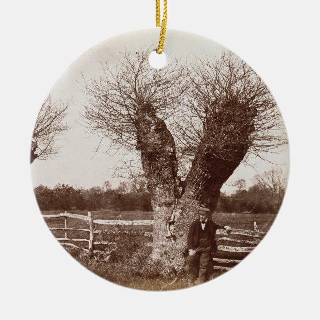 Adorno De Cerámica A Hedgerow Tree, 1852 (huella de albúmina) (Frente)