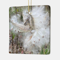 Abrir Pods Milkweed | Semillas con seda |