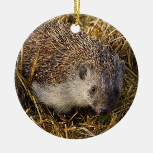 Adorno De Cerámica Adorable Hedgehog En Campo De Estúmulo (Frente)