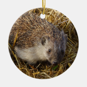 Adorno De Cerámica Adorable Hedgehog En Campo De Estúmulo