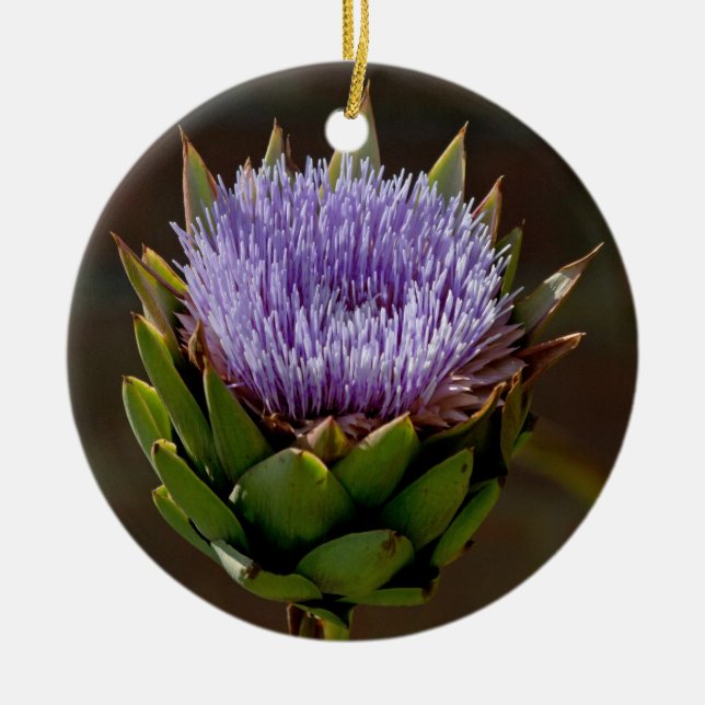 Adorno De Cerámica Alcachofa de globo, Cynara Cardunculus, en flor (Frente)