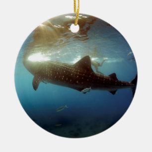 Adorno De Cerámica Alimentación de tiburón ballena