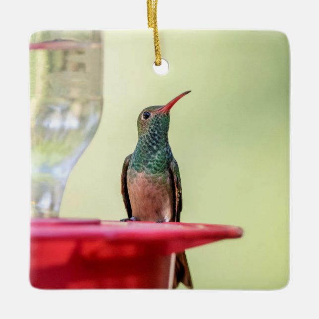 Adorno De Cerámica Alumnaicorus malhus (Anverso)