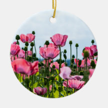 Amapolas rosadas
