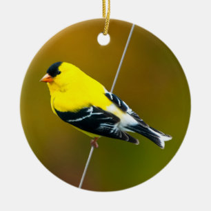 Adorno De Cerámica American Goldfinch - Fotografía original