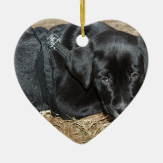 Adorno De Cerámica Angus