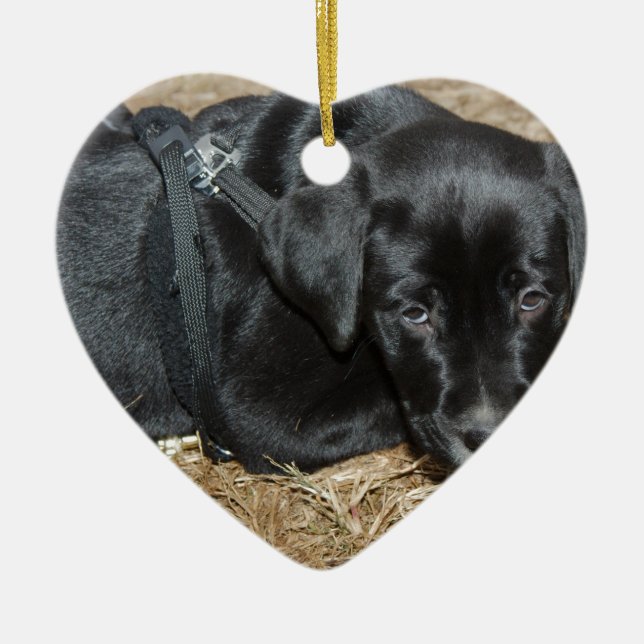 Adorno De Cerámica Angus (Frente)