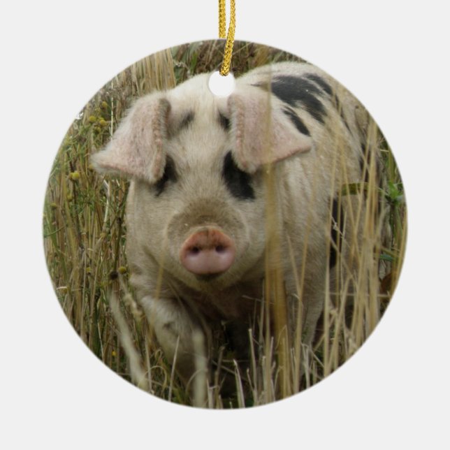 Adorno De Cerámica Aniversario del Personalizado de Cerdo Cute (Frente)