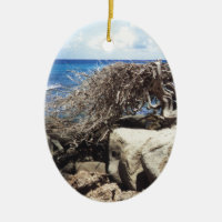 Árbol Aruba Divi Divi En El Océano