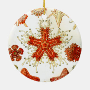 Adorno De Cerámica arte de ernst haeckel