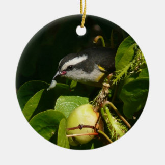 Adorno De Cerámica Aves Bananaquit comiendo fotografía tropical