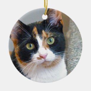 Adorno De Cerámica Bandit