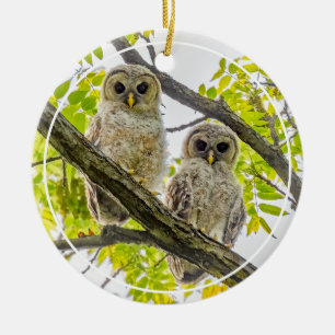 Adorno De Cerámica Barred Owlets Springtime