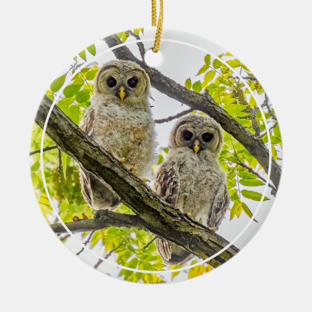 Adorno De Cerámica Barred Owlets Springtime (Frente)