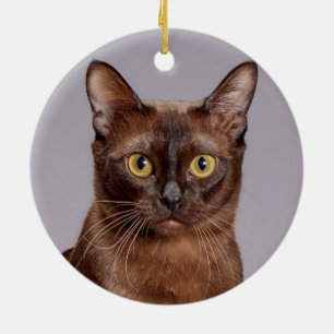 Adorno De Cerámica Beautiful Burmese Cat Close Up