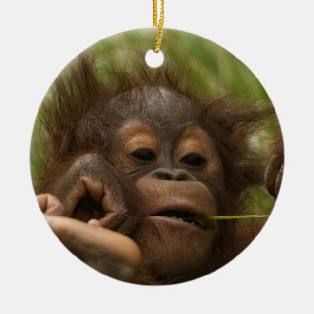 Adorno De Cerámica Bebé de Orangutan (Frente)