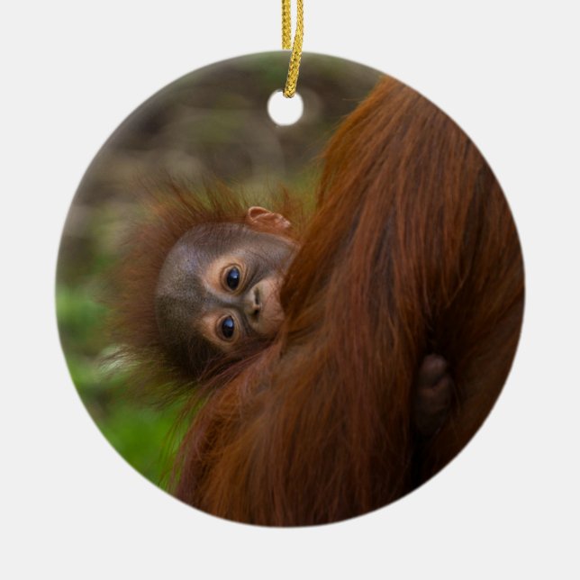 Adorno De Cerámica Bebé de Orangután Con Un Peek (Frente)