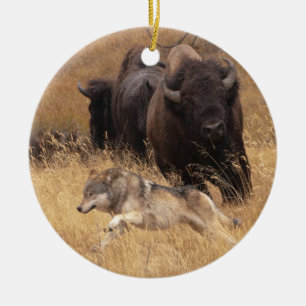 Adorno De Cerámica Bisonte, hembra, y lobo de Bull