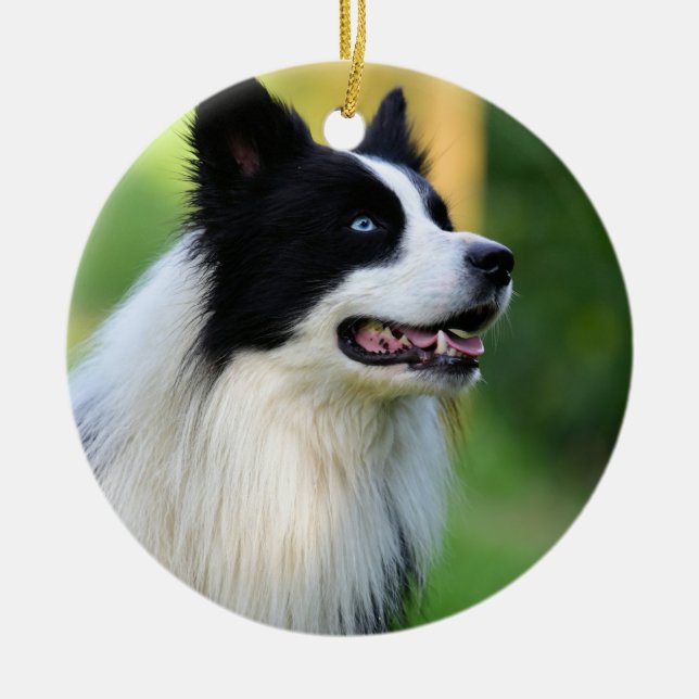 Adorno De Cerámica Black and White Border Collie Dog (Frente)