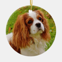 Blenheim Cavalier King Charles Spaniel en Grass