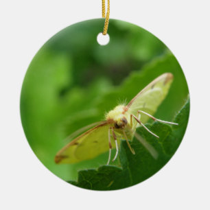 Adorno De Cerámica Brimstone Moth Personalizado Cumpleaños
