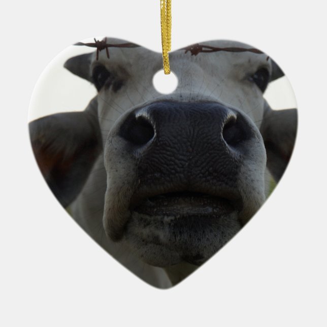 ADORNO DE CERÁMICA BUEY QUEENSLAND RURAL AUSTRALIA DE LA VACA DEL (Frente)