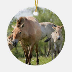 Adorno De Cerámica Caballo de Przewalski y cría caminando