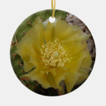 Cactus Amarillo en Flor