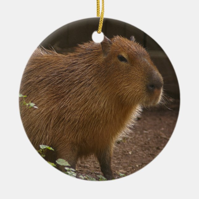 Adorno De Cerámica Capibara (Frente)