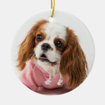 Cavalier King Charles Spaniel en chaqueta rosa