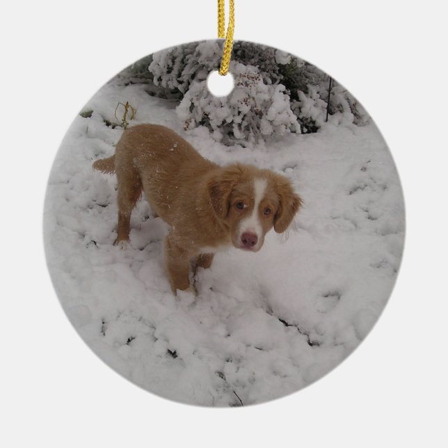 Adorno De Cerámica Cernícalo de Nueva Escocia_Duck-Tolling_Retriever  (Frente)