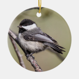 Adorno De Cerámica Chickadee Negro-capsulado