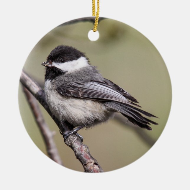 Adorno De Cerámica Chickadee Negro-capsulado (Frente)
