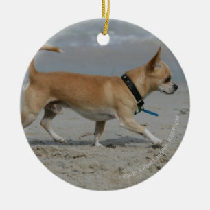 Adorno De Cerámica Chihuahua en la playa