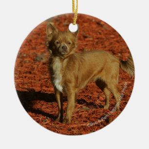Adorno De Cerámica Chihuahua que mira la cámara