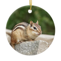 Chipmunk en una roca