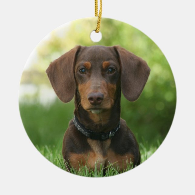 Adorno De Cerámica Chocolate Dachshund Doxie Dog (Frente)