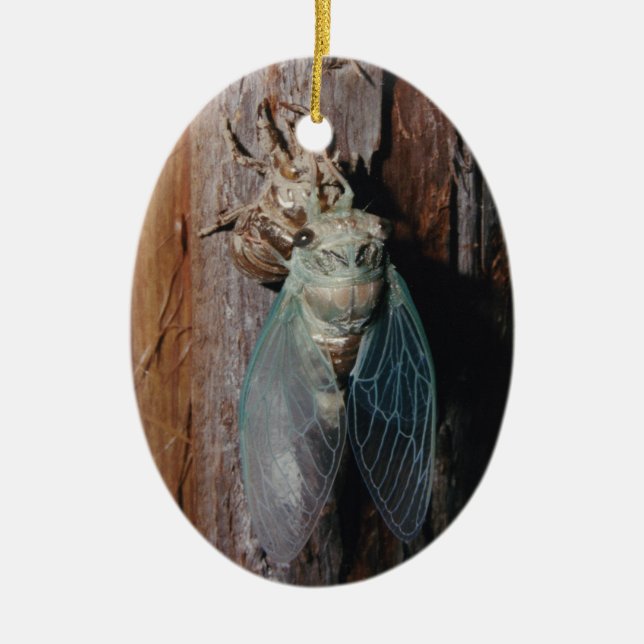Adorno De Cerámica Cicada seca sus alas (Frente)