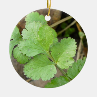 Adorno De Cerámica Cilantro