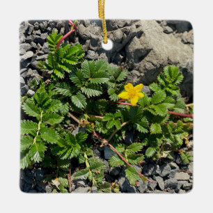 Adorno De Cerámica Cinquefoil silverweed