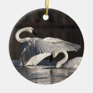 Adorno De Cerámica Cisnes amorosos