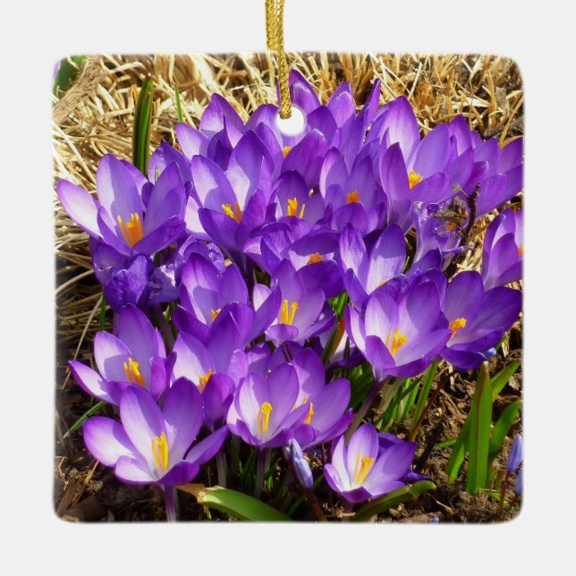 Adorno De Cerámica Clúster de Crocuses Púrpura Floral Primavera (Anverso)